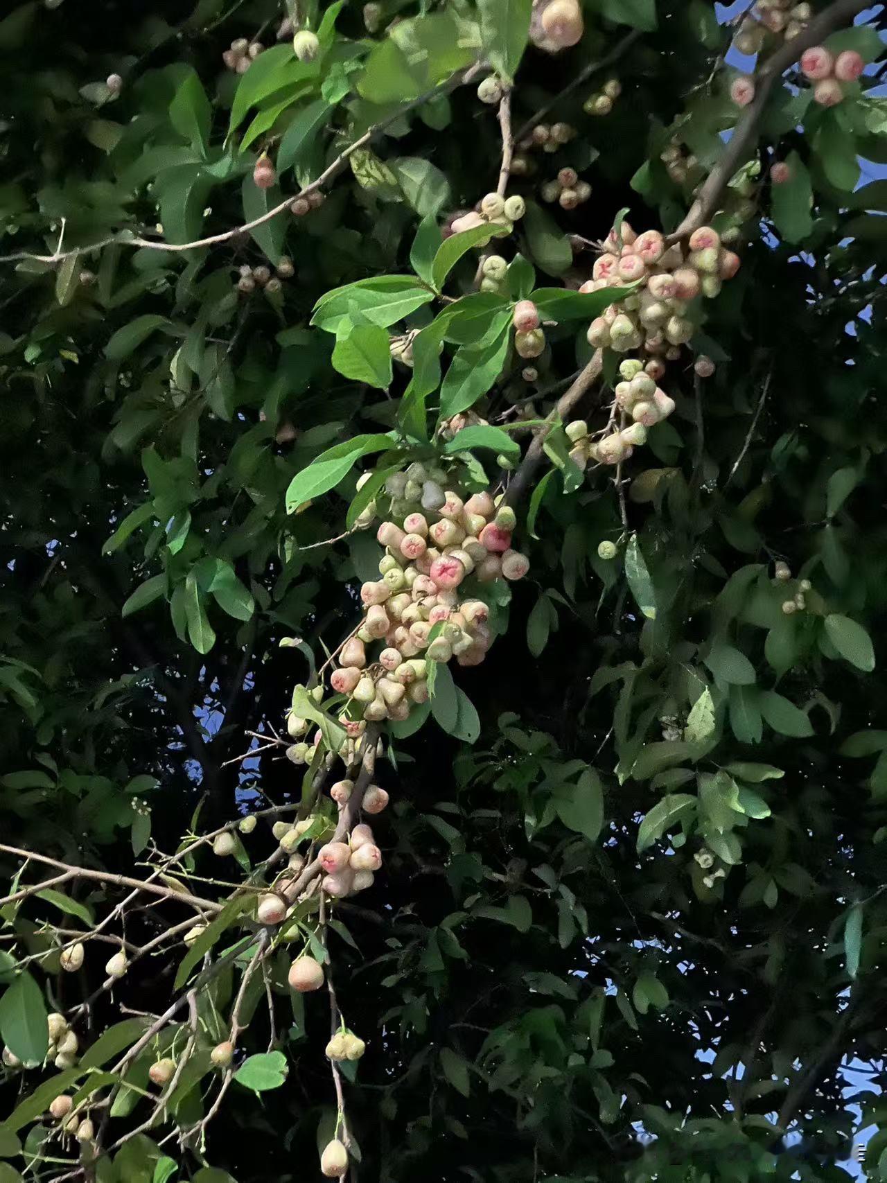 台北人在苏州，来大陆生活后，我一直很纳闷，为何在台湾很受欢迎的芭乐和莲雾，在大陆