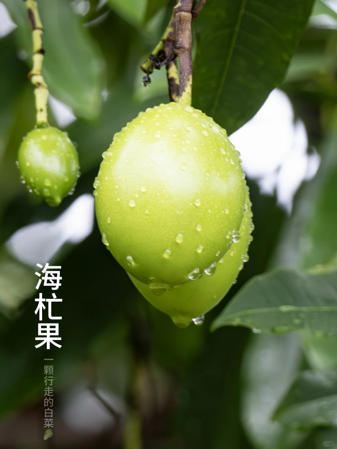 海杧果 | 注意！路边的“毒芒果”别乱摘
