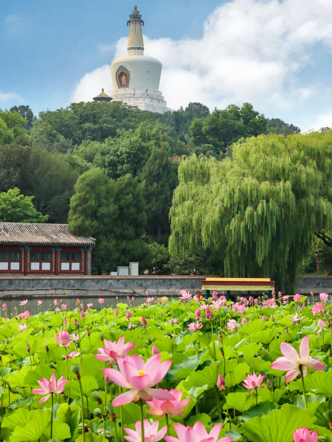 再过30天‼️北海公园白塔下荷花开爆了
