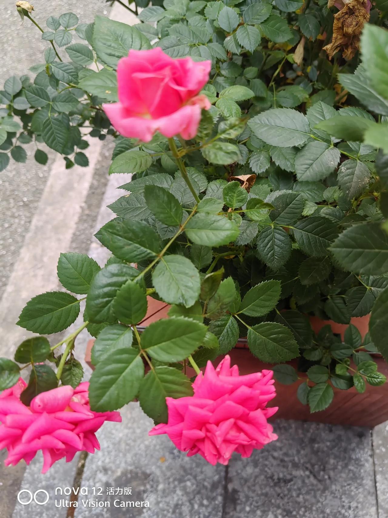 迎端午粽香纳福戳这里，一起领红包>你认同生活苦多甜少吗？我认同。一位长者说：人生