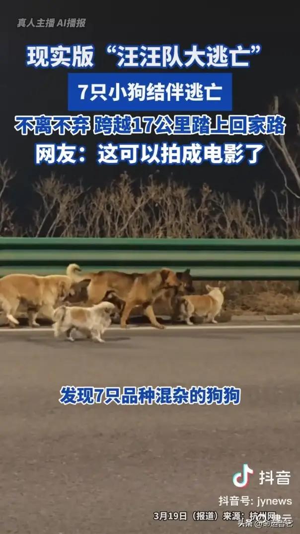请人类看好狗狗、保护狗狗，逃生之路毕竟太难……