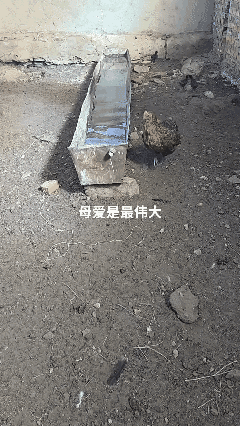 别录了，快点把小鸡捞上来吧！[发怒]