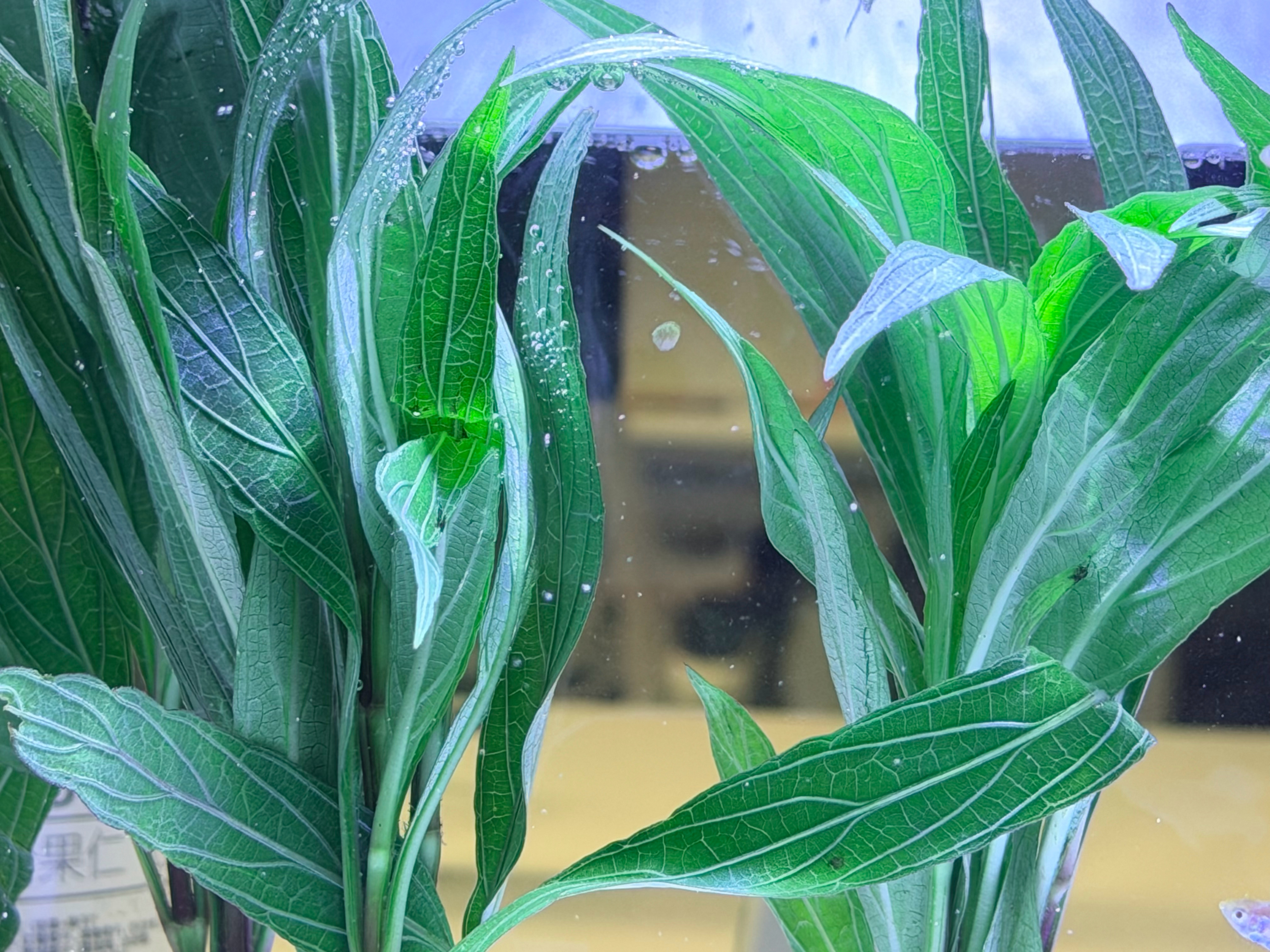 适者生存。孔雀鱼1/4斑马鱼1/25 