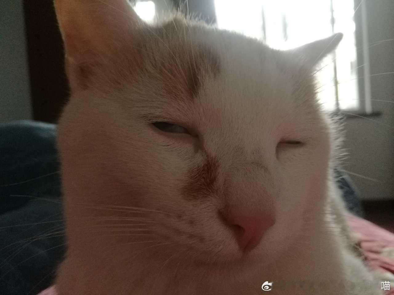 49430【丑猫】鬼咪日眼 