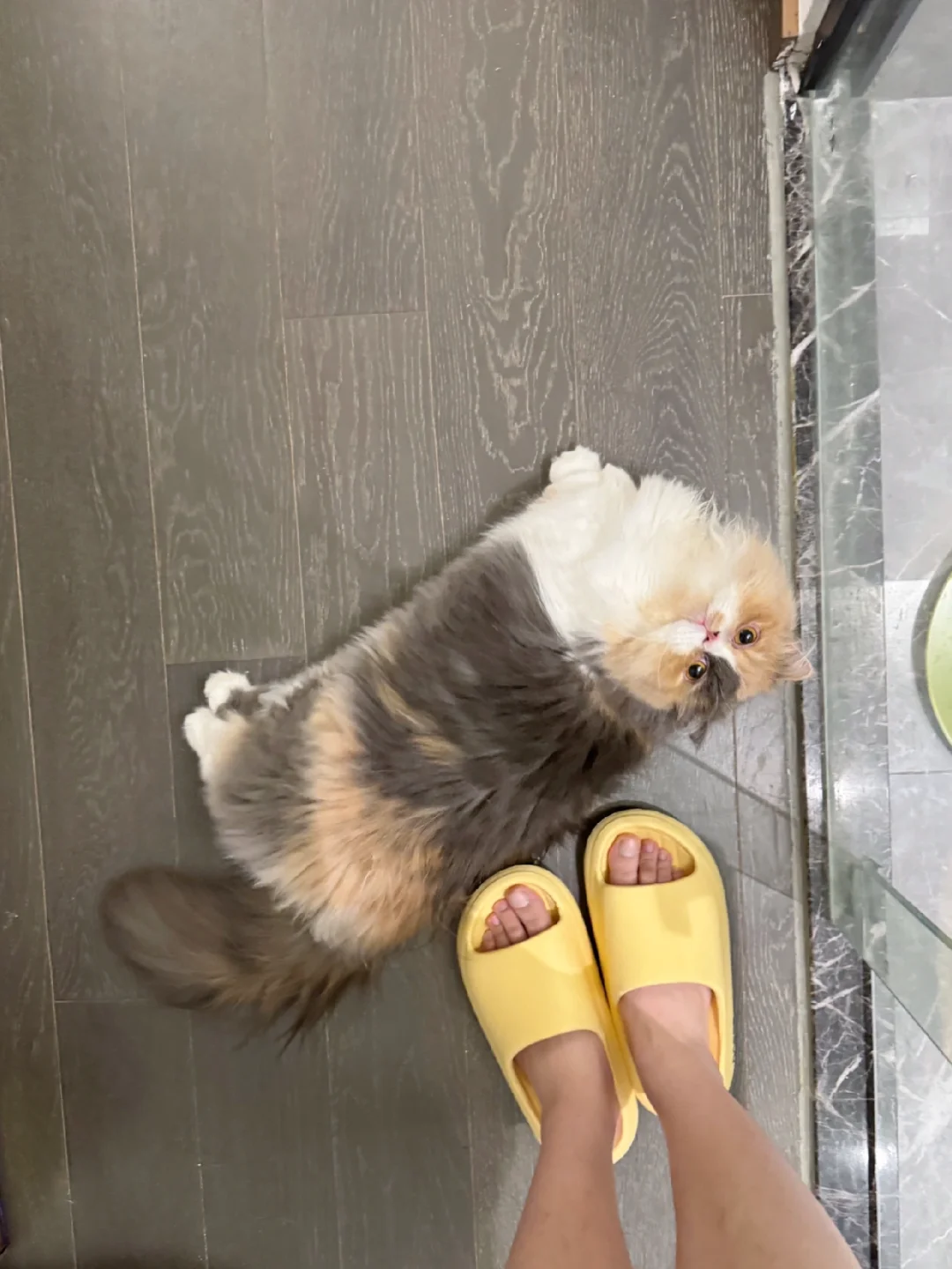 泥嚎 上班累了吧 要不要摸摸窝