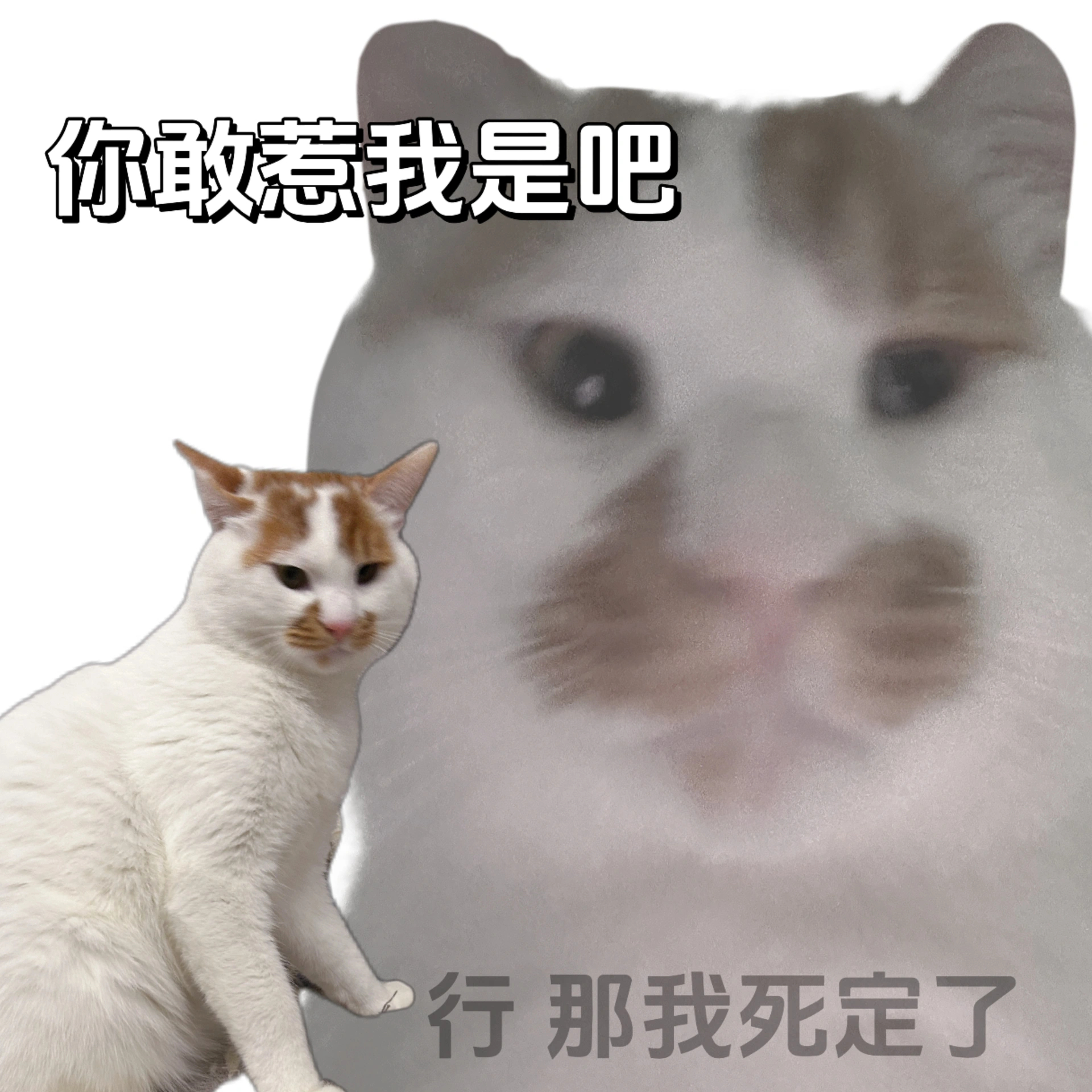 如果你把我惹毛了你就会发现我毛茸茸的 