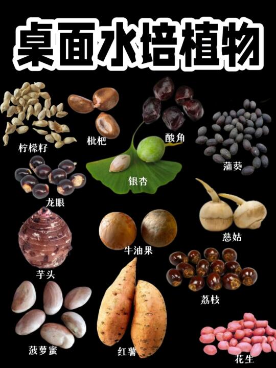 【桌面水培植物】养在桌面上的绿植