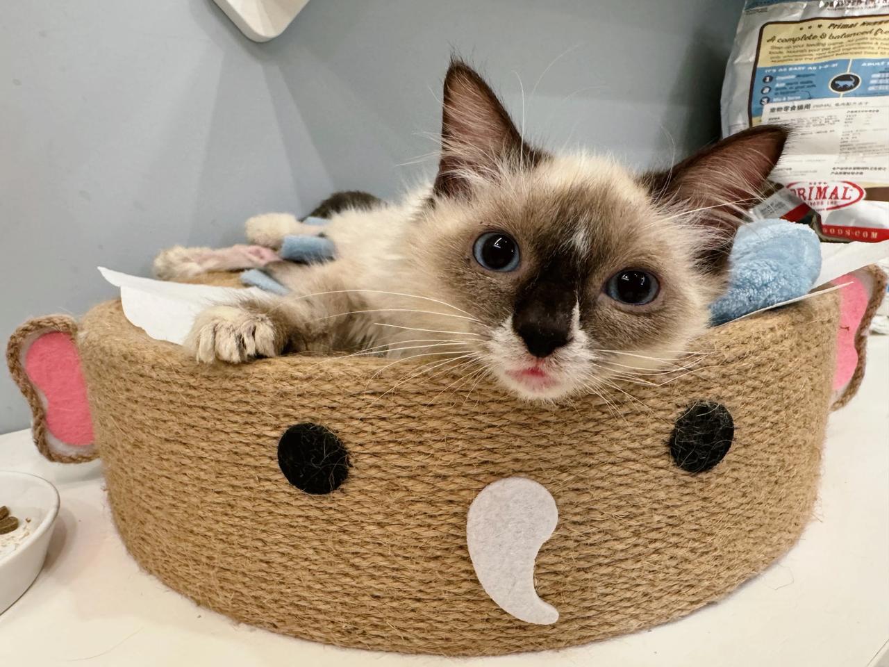 恼湿，宝宝困了，要撸撸
猫咪