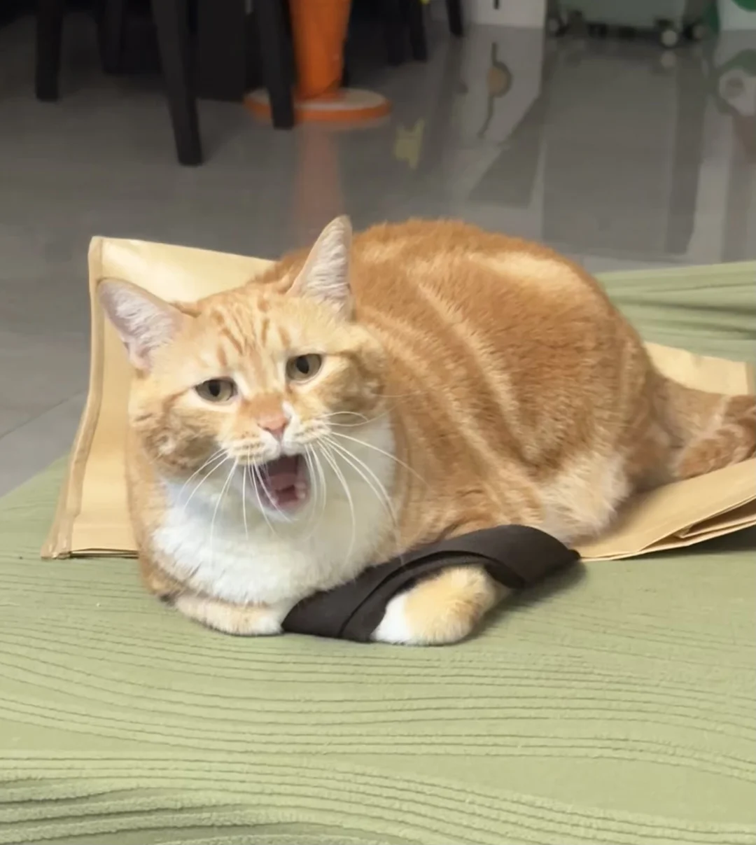 来发小猫丑照