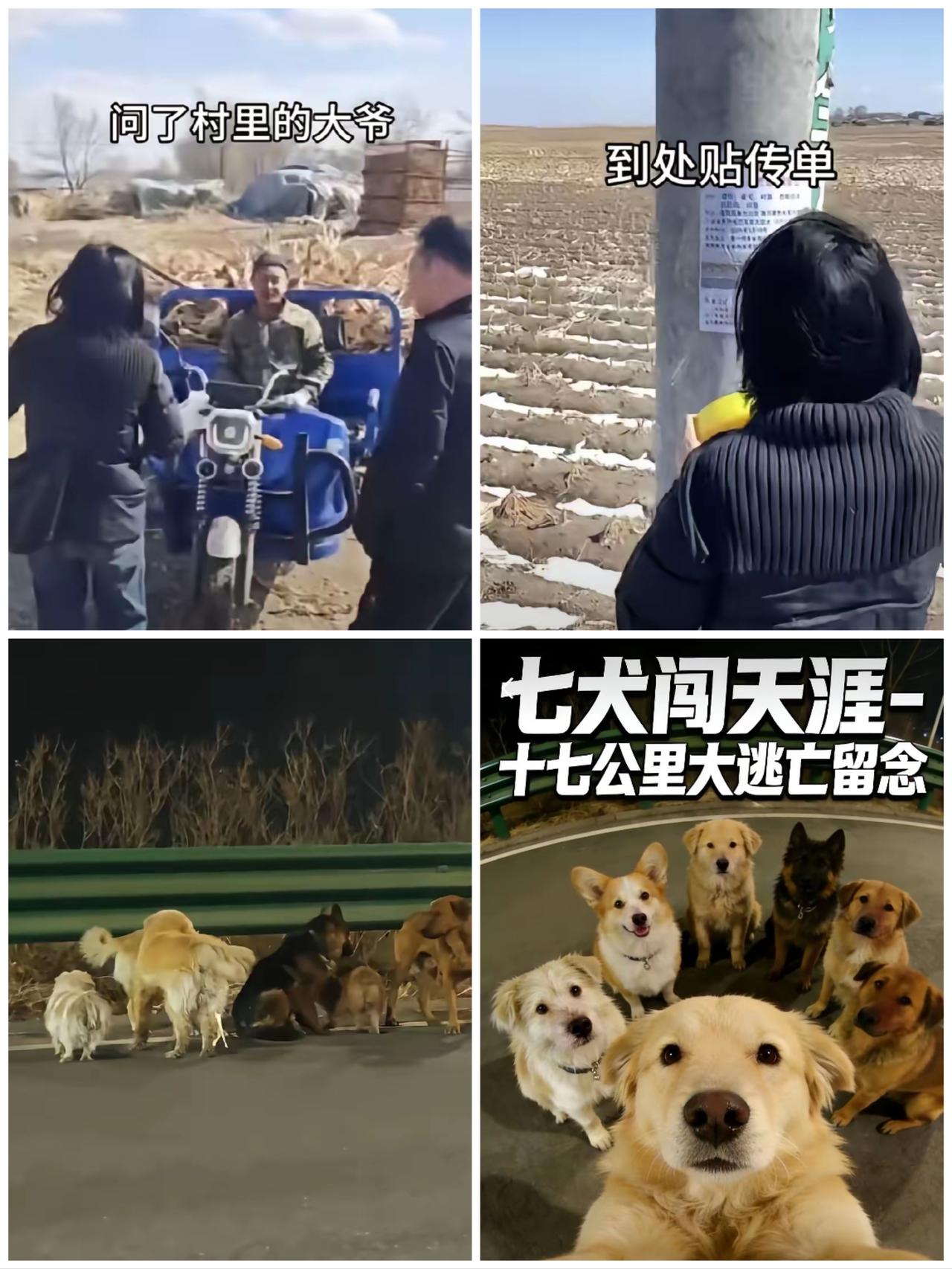 长双高速七只狗，长春夜路七犬记后续，已经被动物保护志愿者全部解救然后又再周边搜索