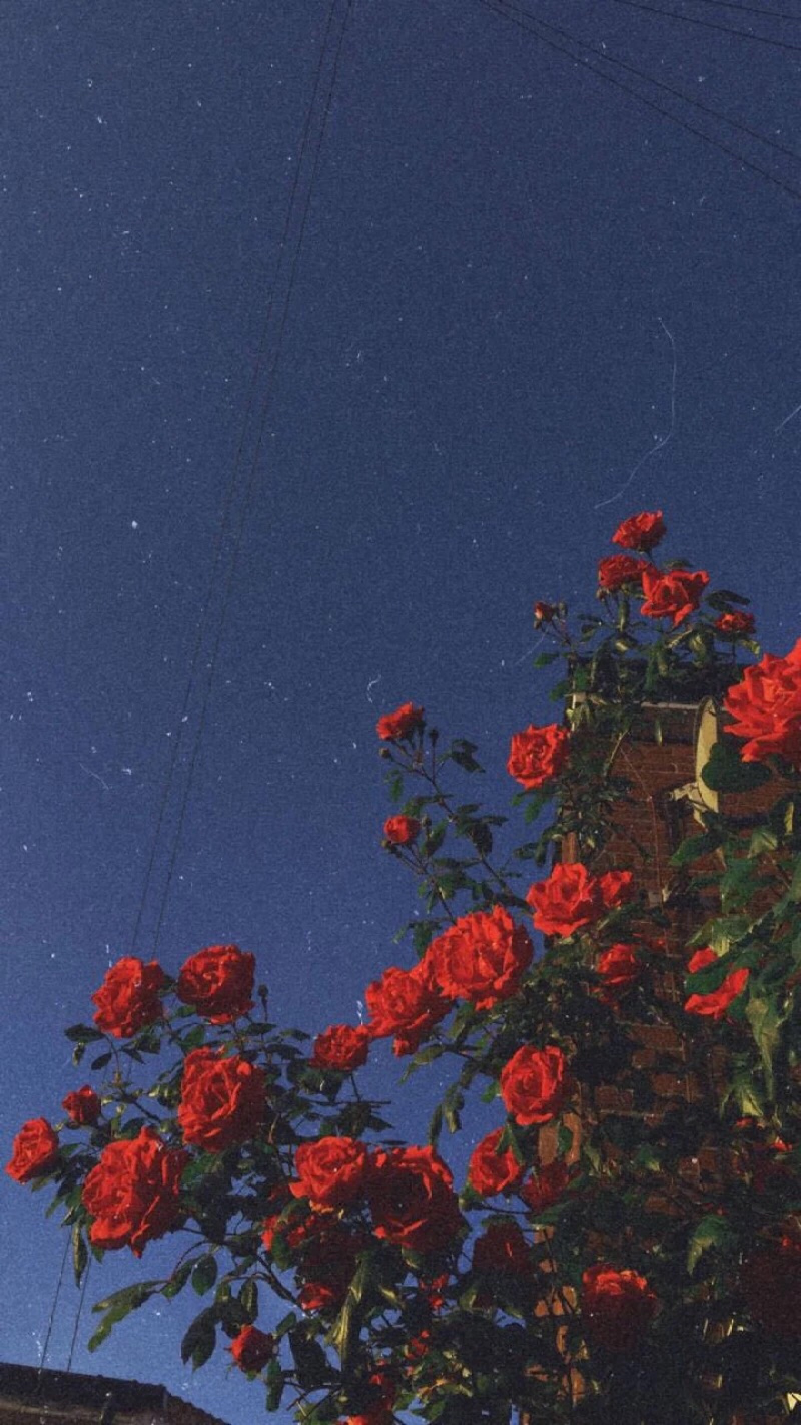夜晚玫瑰🌹 ​​​