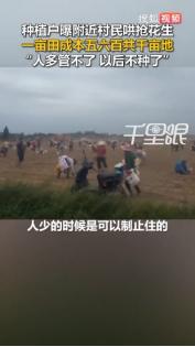 一年辛劳，半天抢光！湖北一个一千多亩花生地正值收获季节，成熟的花生还没来得及归仓