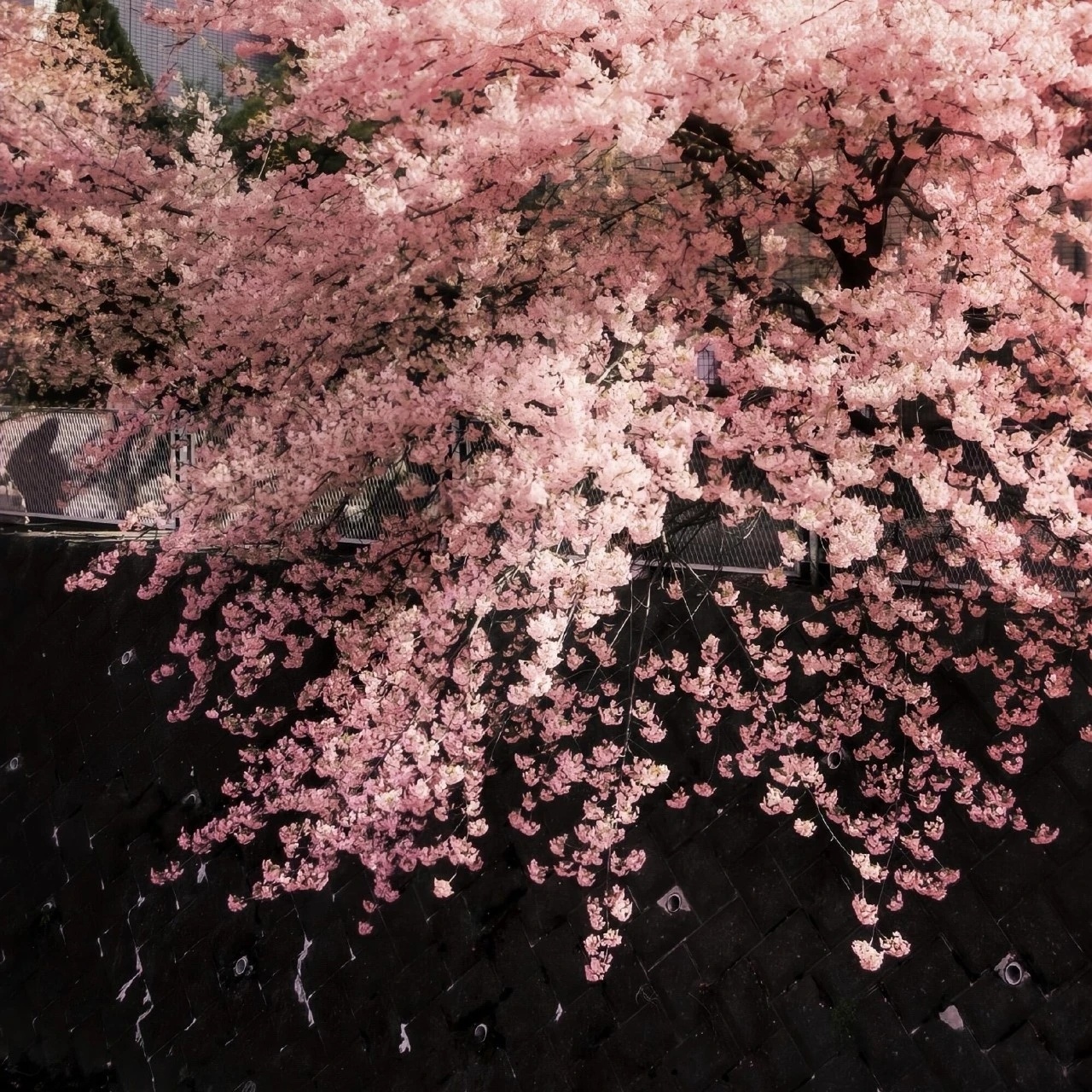 花期短暂却热烈盛放把握当下，尽情绽放自身光彩 