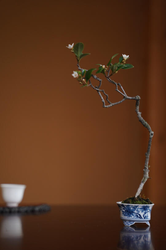 花间一壶茶🌸🍃