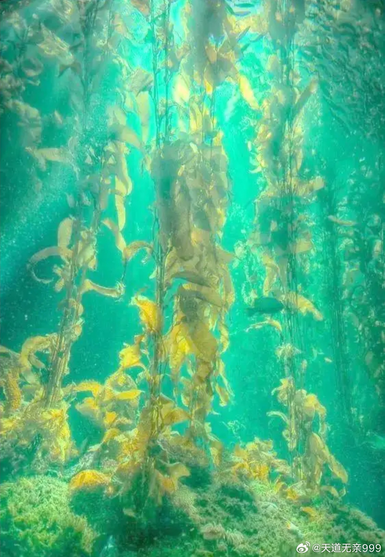 记得六七十年代，家家户户常年吃海带，很少有人长肿瘤，甲状腺肿块，乳腺肿块，痤疮等