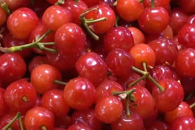 🍒 春日顶流！昆明樱桃抢鲜上市，市民排队尝鲜！昆明春日限定美味来袭！本地樱桃新