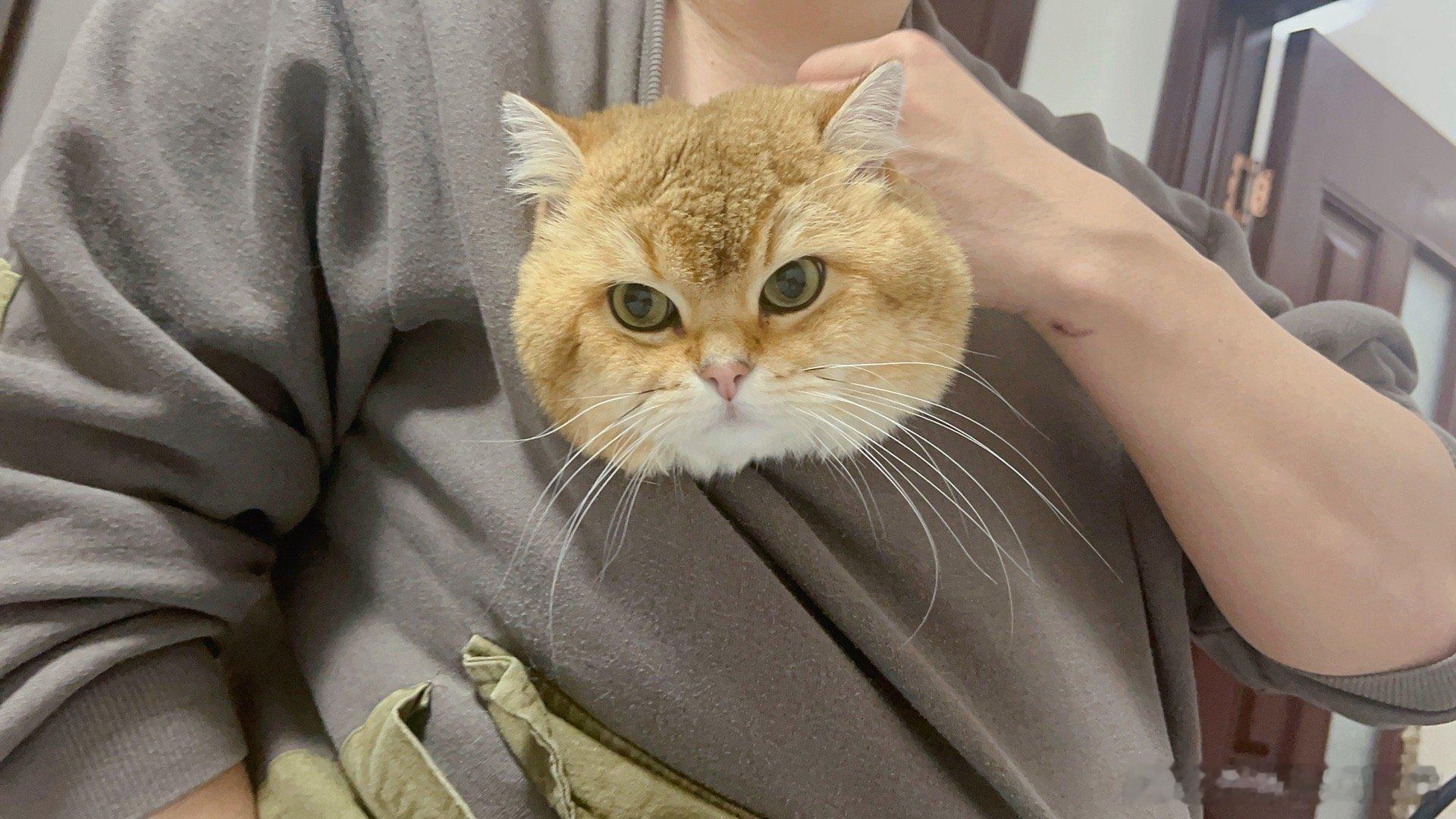 用猫取暖[鼓掌]#萌宠闹新春##第一批回家的小猫已经烤上火了# ​​​