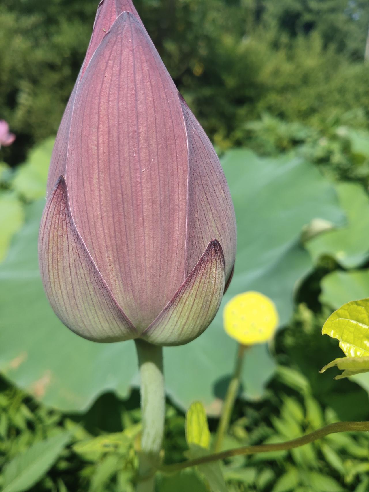 今天（9月10日）我居然收到一张节日贺卡，这张节日的慰问，使我蓦然想起今天是教师