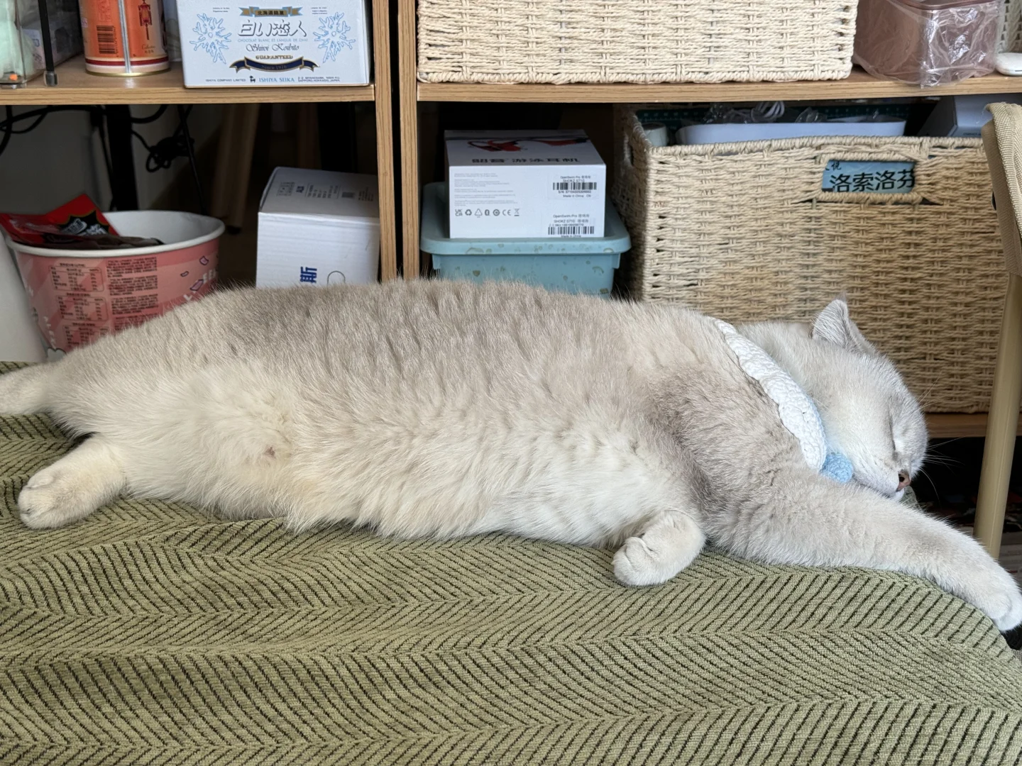 惊！北京一居民家中惊现小海腾🐬！