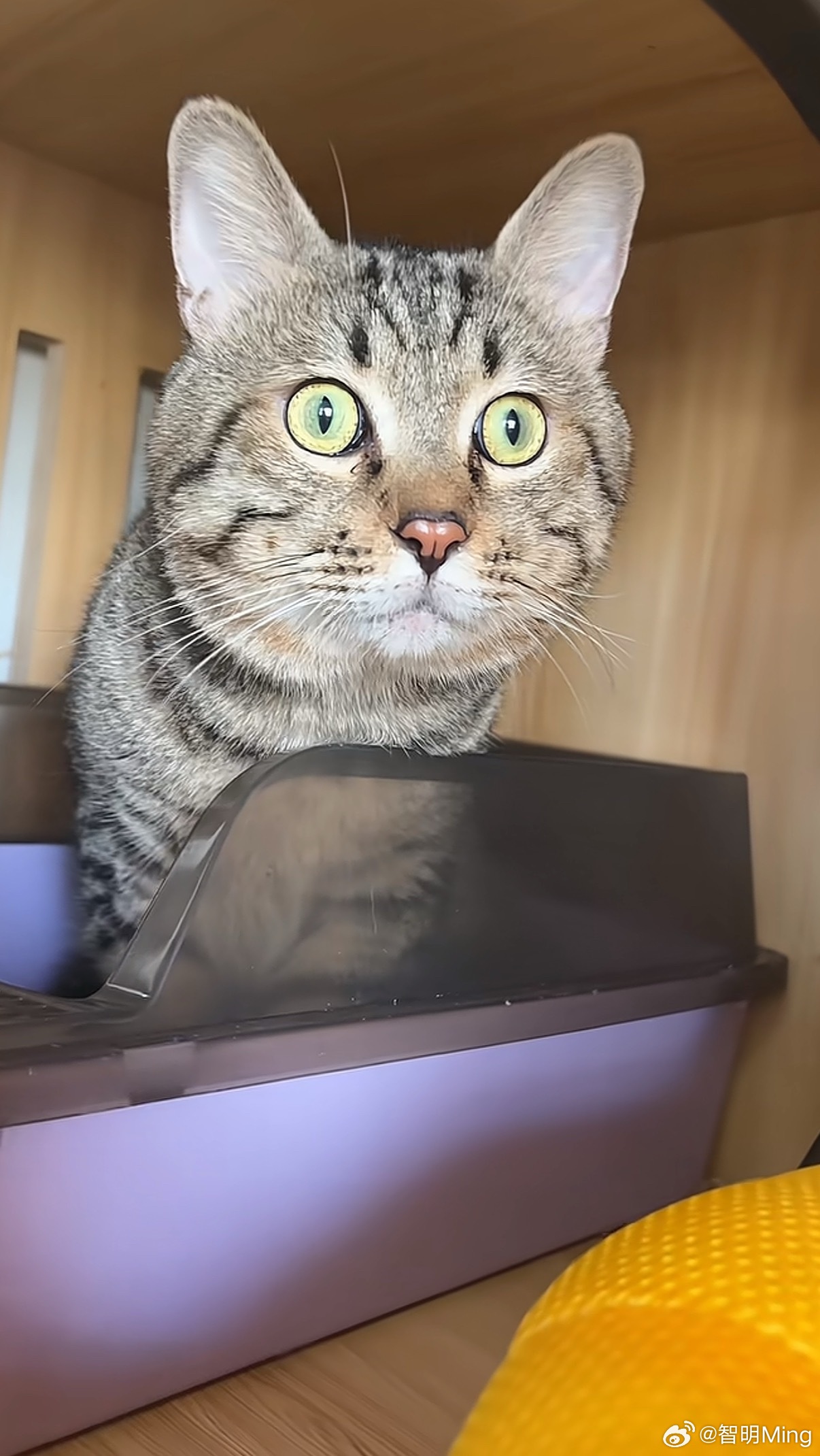 三岁的猫坐了两年牢这只法拍猫火了，现在变成了网红猫。没想到主人欠钱，但是猫还是依