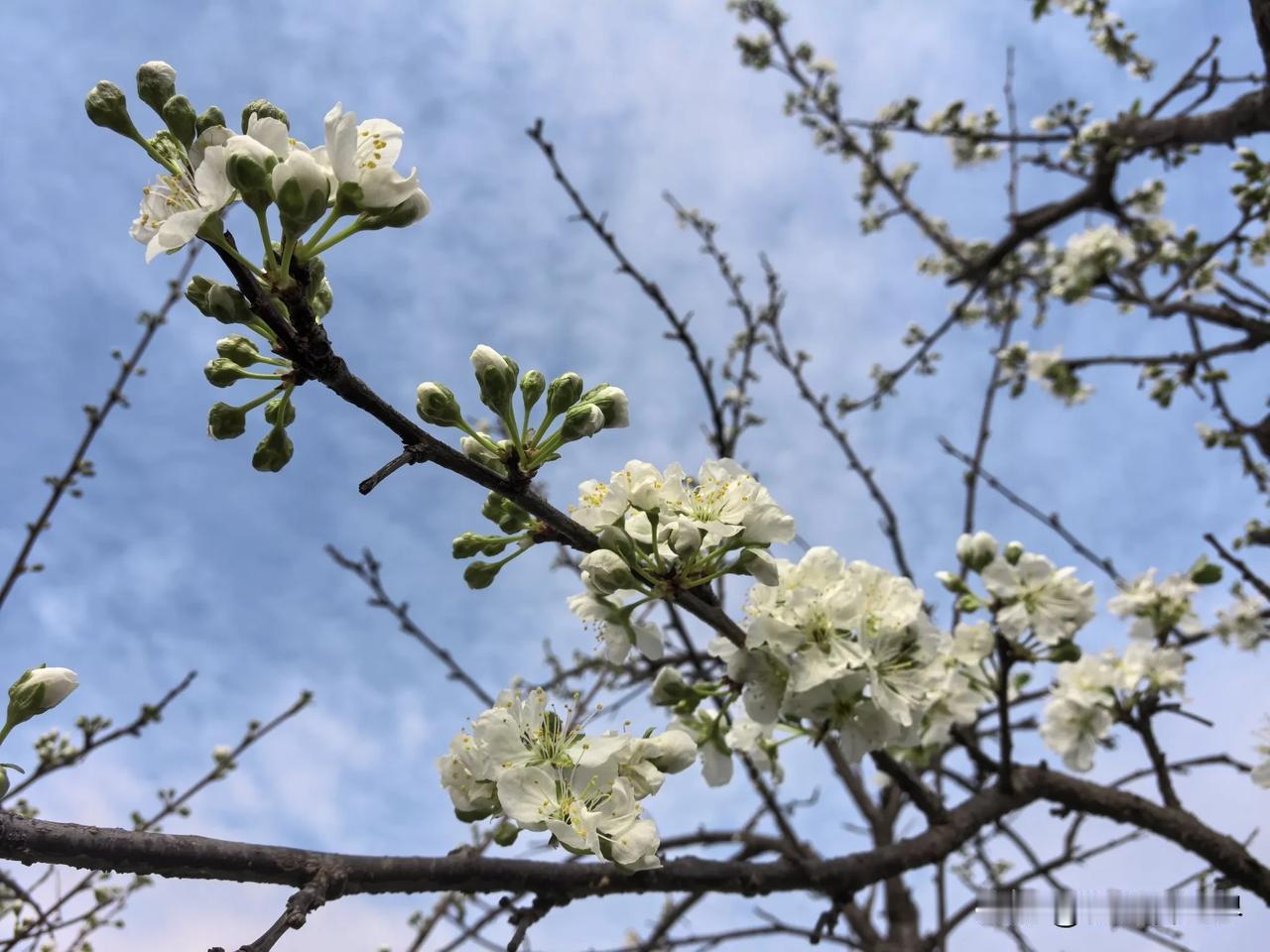 有网友留言咨询这样一个问题：朋友的公司代账的一直这样做，去年公司因为纠纷账户被封