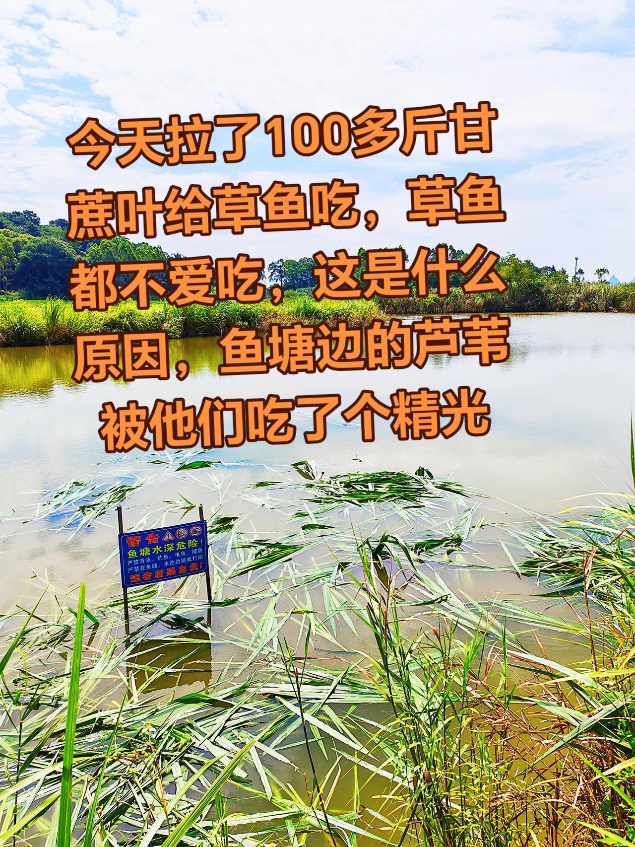养鱼日记 草鱼 农村生活 三农 抖音玩法合伙人计划