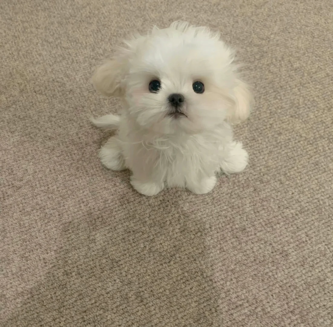 我跟猫咪都有自己的阿贝贝