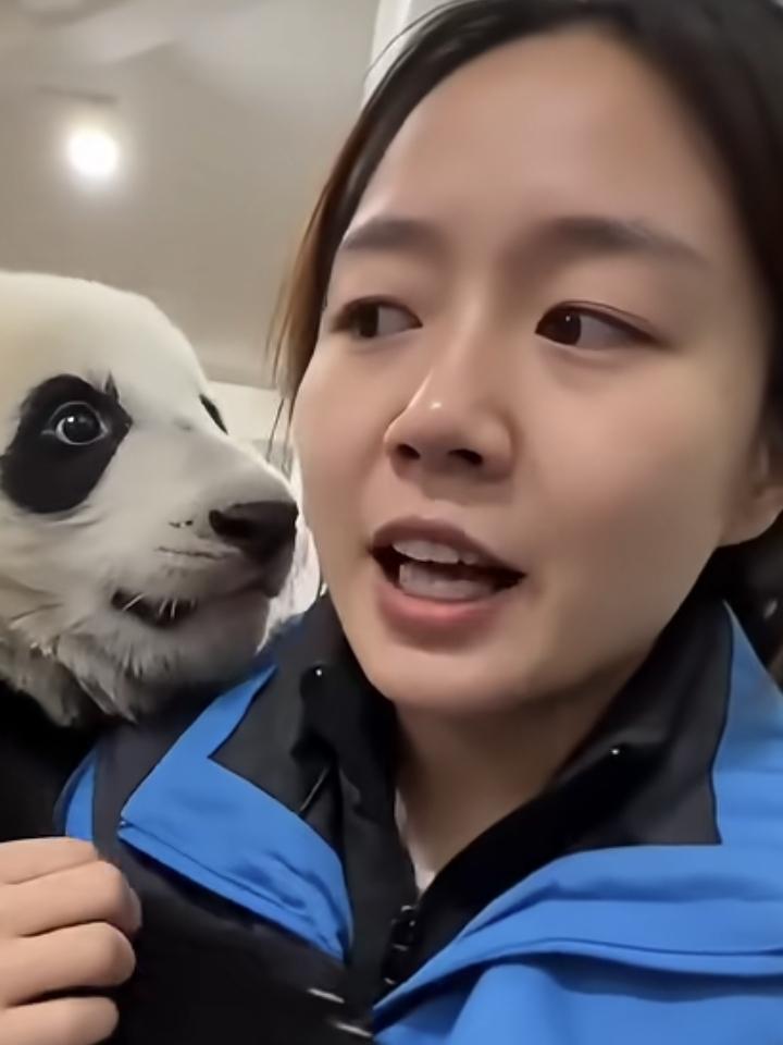 了不得！熊猫宝宝成精了！
美女饲养员吐槽熊猫宝宝滚滚，第一句：“今天早上滚滚特别