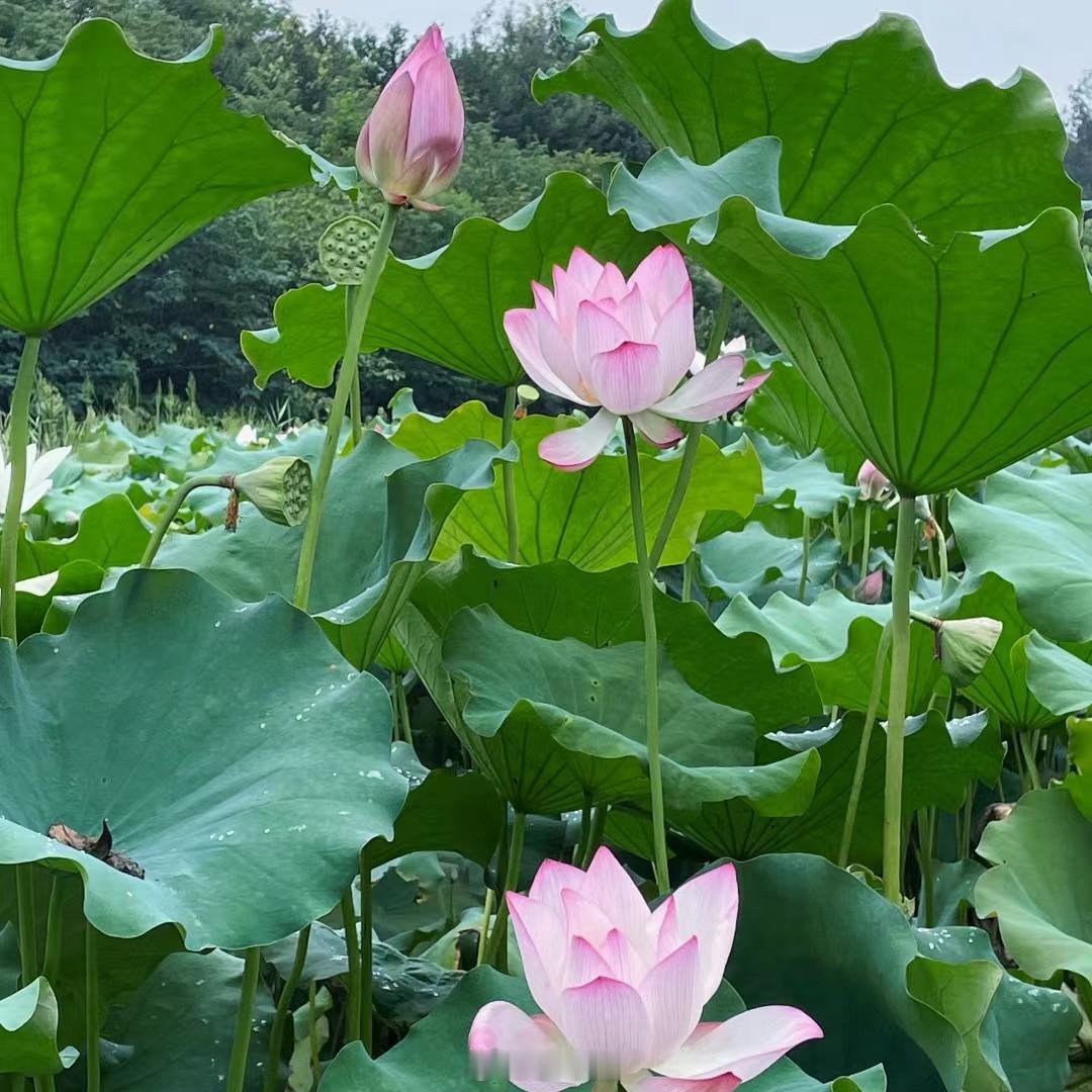 可爱多起床啦～今天天气非常好，有太阳，但又不太热～夏天的感觉太好啦～每逢佳节胖三
