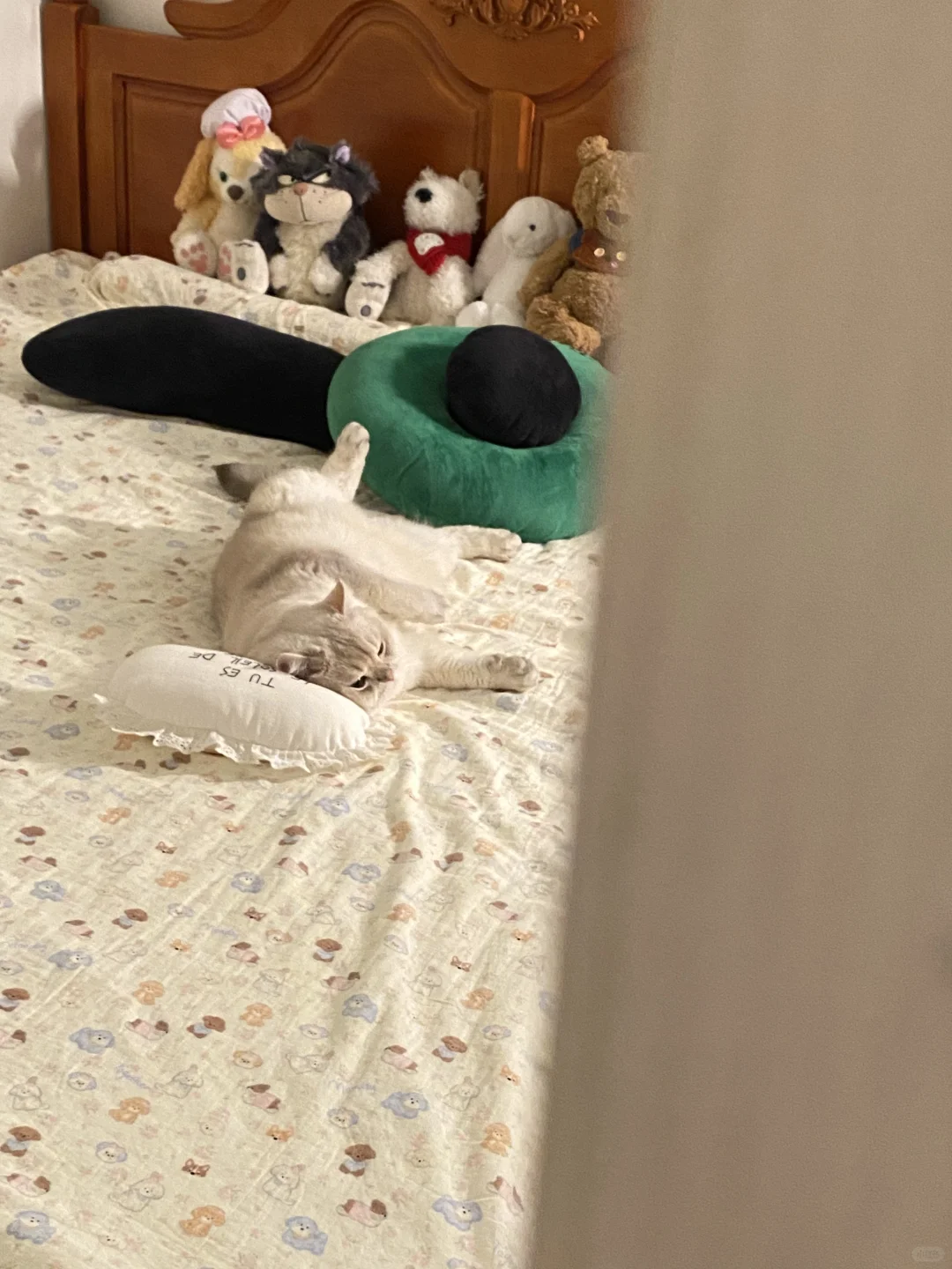 下班偷偷看小猫～