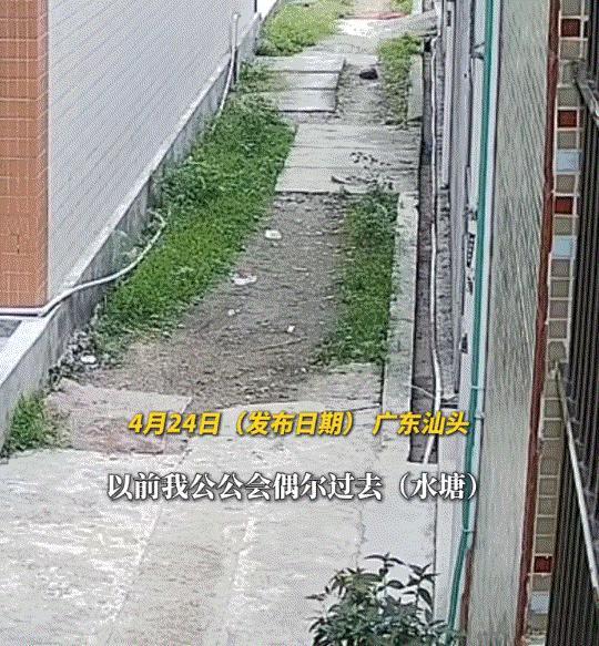 广东汕头，一位女子的公公常去附近水塘投喂乌龟。最近水塘被填挖，没想到这只乌龟竟自