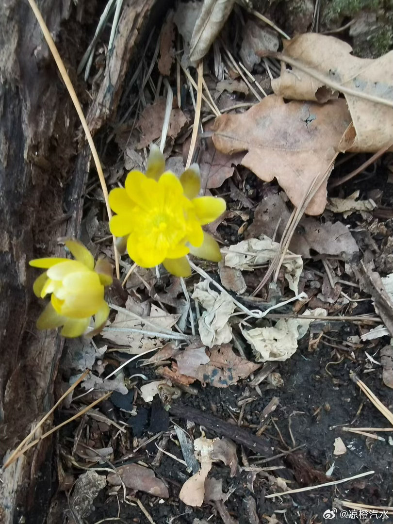 生活手记见过冰凌花，才算懂了东北的春天。它不挑温暖，不避严寒，只在冻土和枯叶间，
