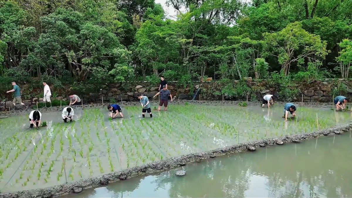 【阿里合伙人团建插秧】 近日，阿里巴巴合伙人、高德董事长刘振飞在阿里内网发贴《手