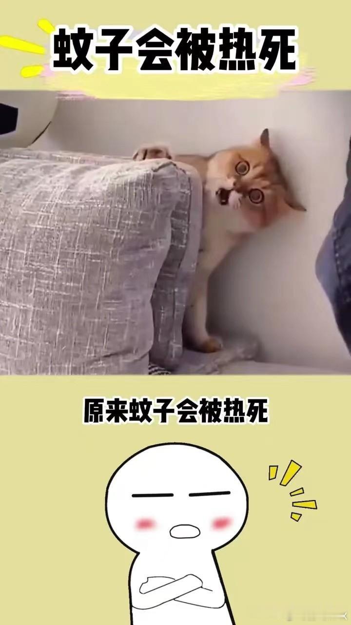 河南蚊子被热死第一次听说蚊子会热死🥵知道我们河南有多热了吧[捂嘴哭] ​​​