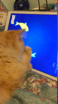 猫猫：鱼我抓了不少，就是没吃到一条 