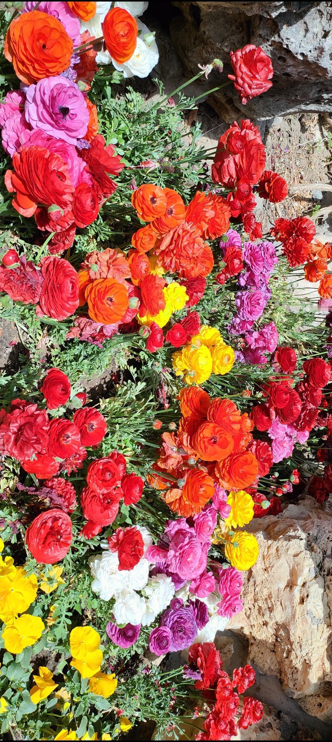 五彩缤纷的花海，绽放出大自然的美丽！🌸🌺🌼