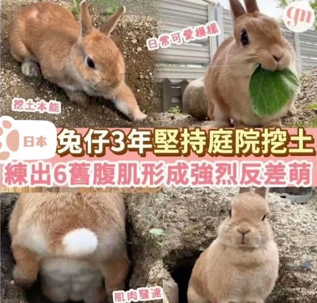 纸鱼锻炼 