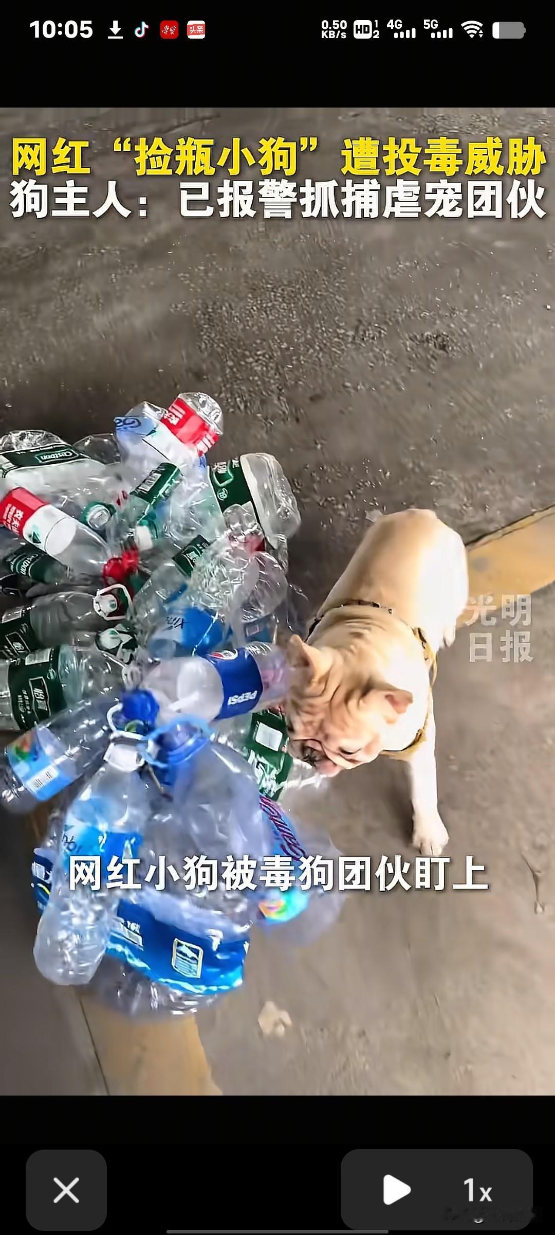 近日，广州网红“捡瓶小狗”小白遭“毒狗团伙”威胁的事件，刺痛了无数网友的心。这只