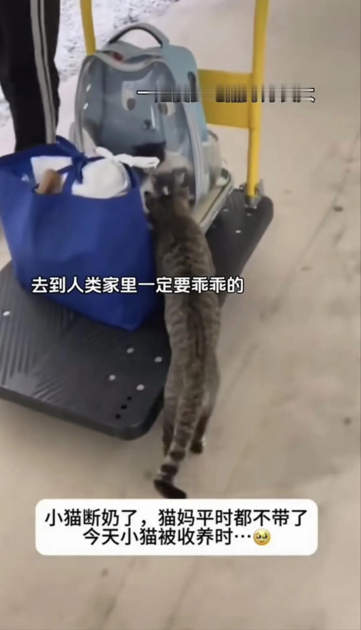 妈妈不在你身边，一定要乖乖的

小奶猫已经断奶了，平时不吃奶的小奶猫，猫妈妈都放