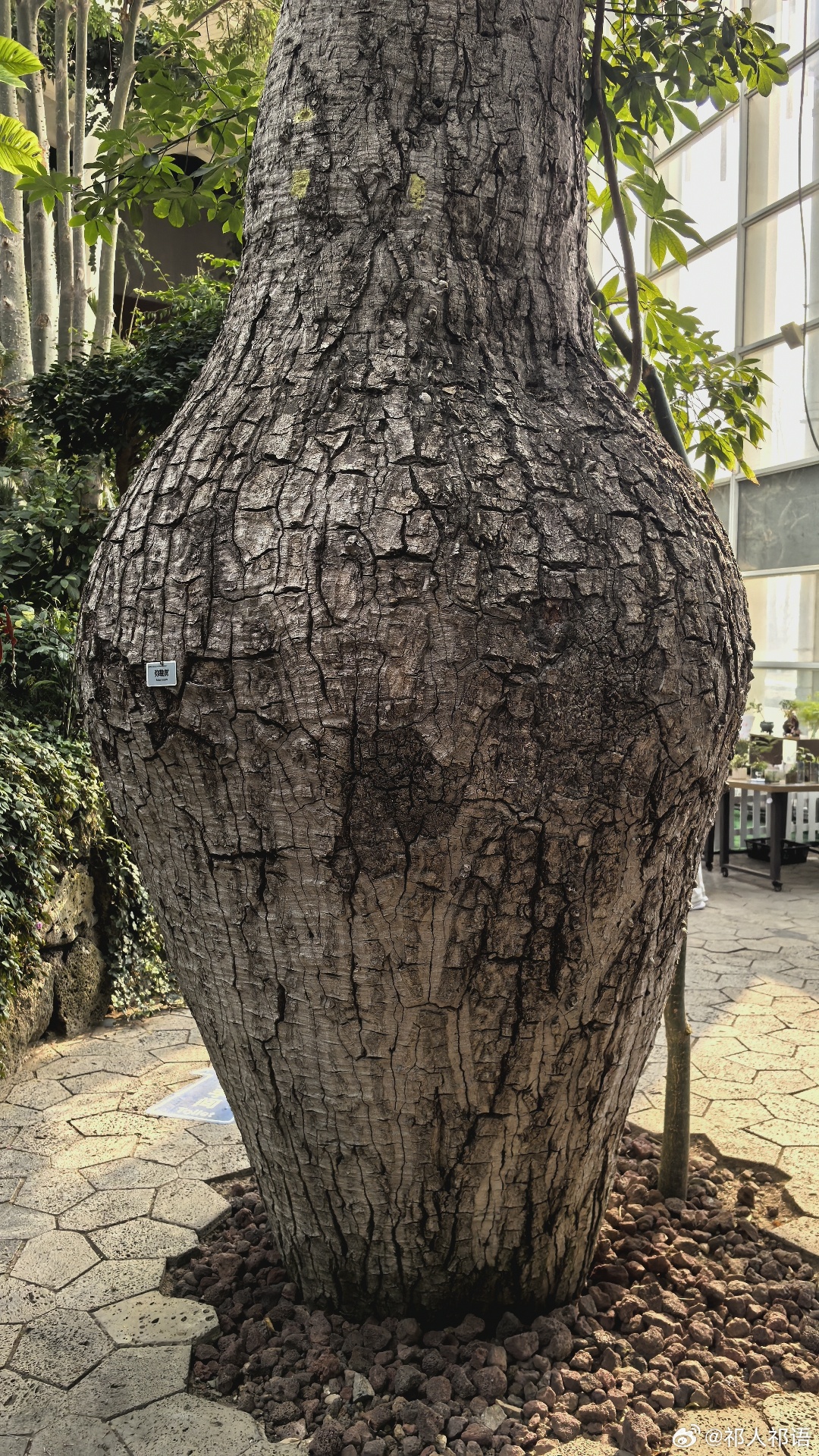 这树是不是很奇特？ 