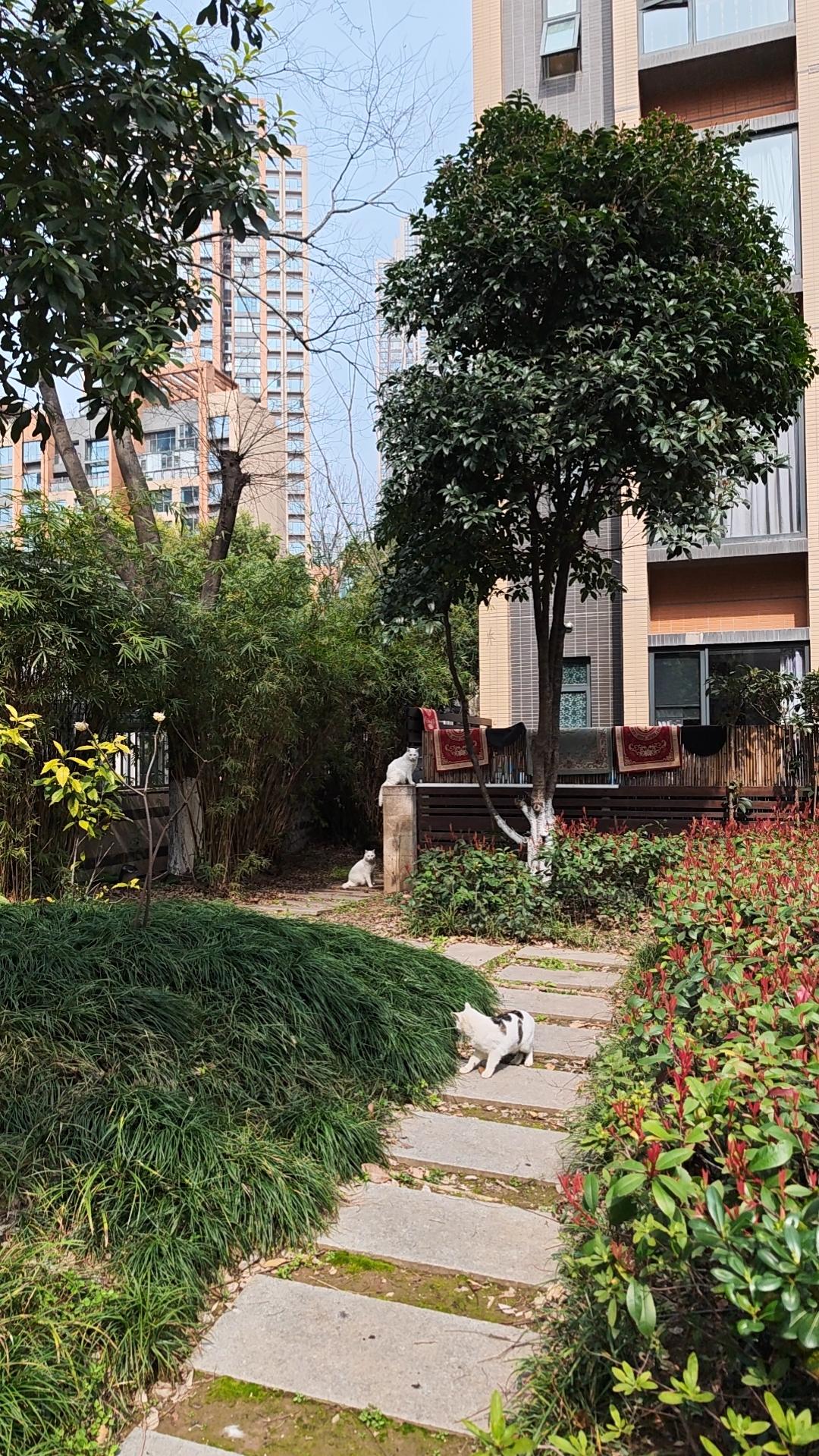 今天跟朋友在江滩跑步，她问我，是不是养过狗的人都不会再养狗了？
我明白她的意思，