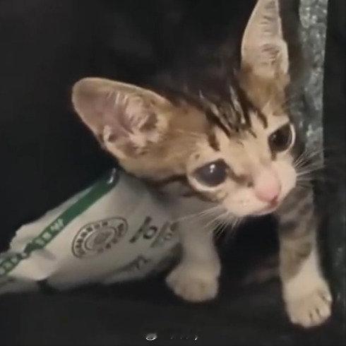 女子买猫窝到货后爬出一只猫缘分 西安·华严寺