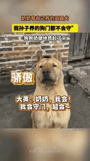 奶奶站在院子里，对着三只狗一顿“拉踩”：
“我孙子养的这两只，啥用没有，连门都不