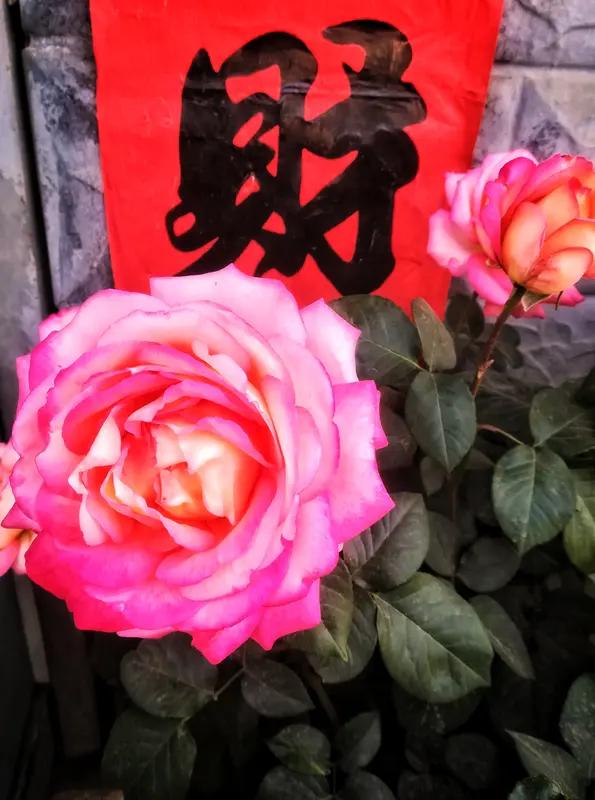 上联:花开富贵千家喜。下联:富贵临门万家欢。