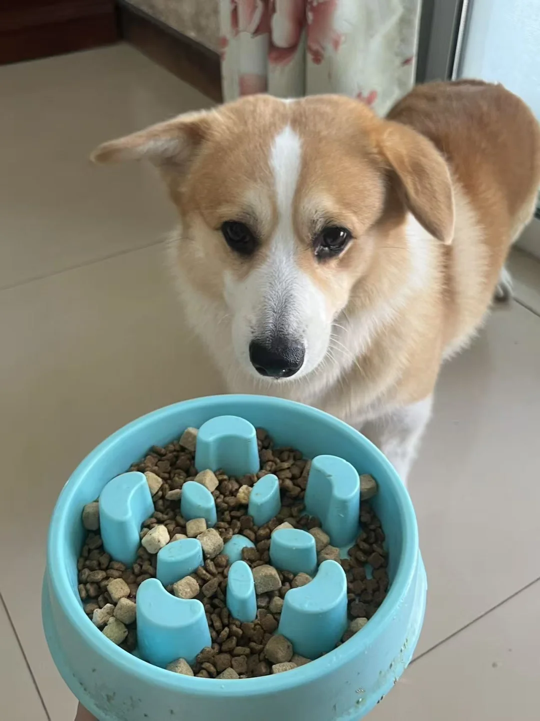 换季上火的小狗都去试试这个！