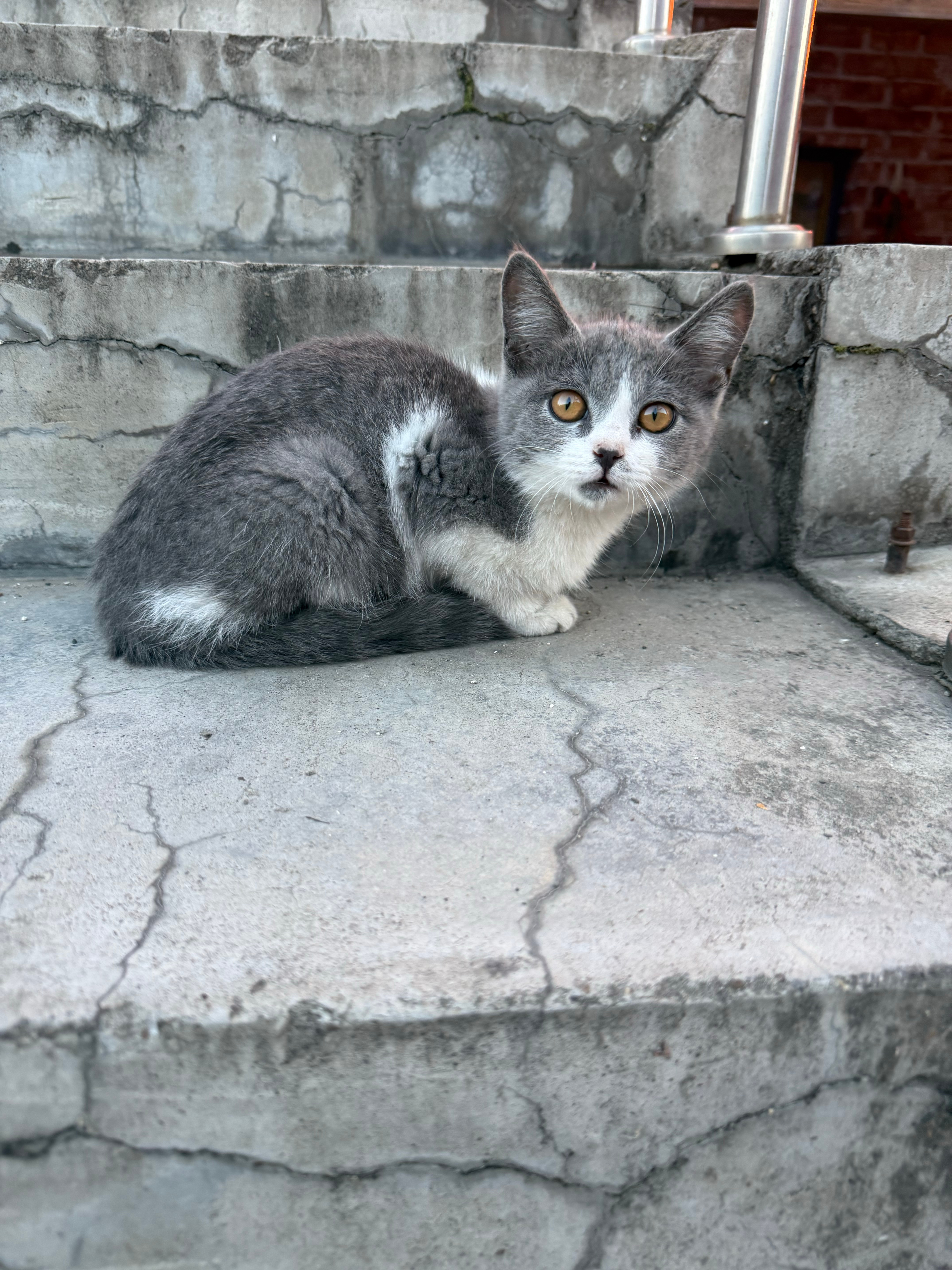 仁仁日记手册  每天都会遇到小猫咪🤲 
