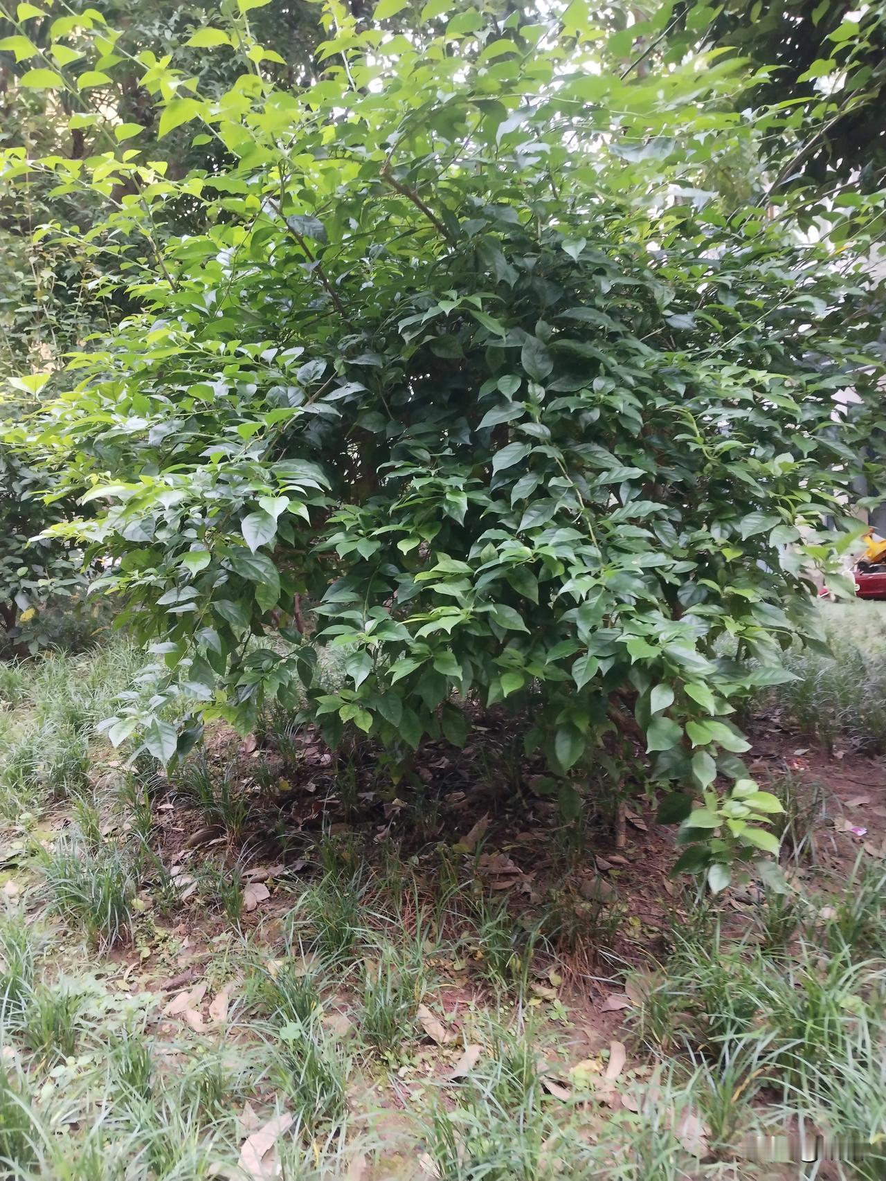 不知道大伙有没有这种体会，
小区里常常藏着惊喜🌿


今天散步路过，一下子就被