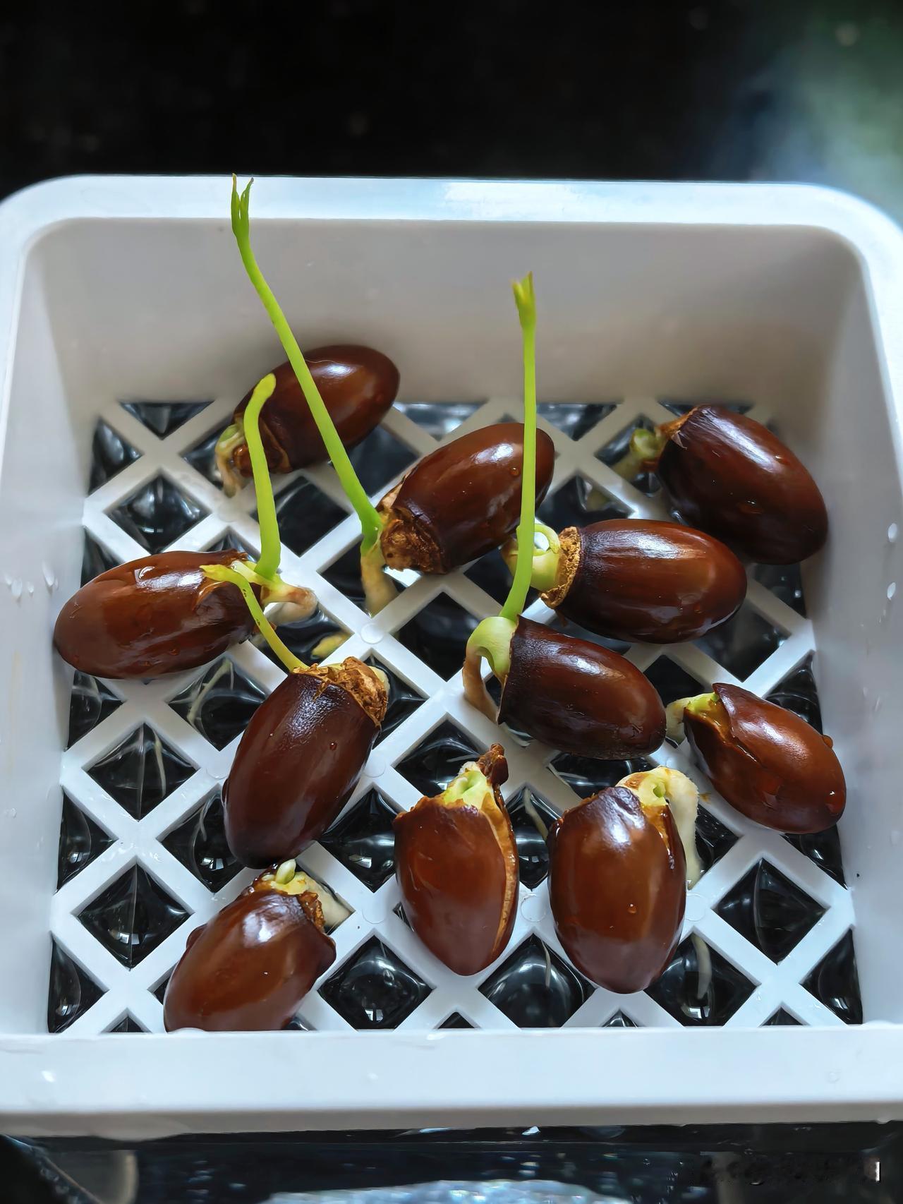 哈哈，荔枝核有的已经长了小叶子🌱了，我想要粉粉嫩嫩的，对不起今天把你们关进小黑
