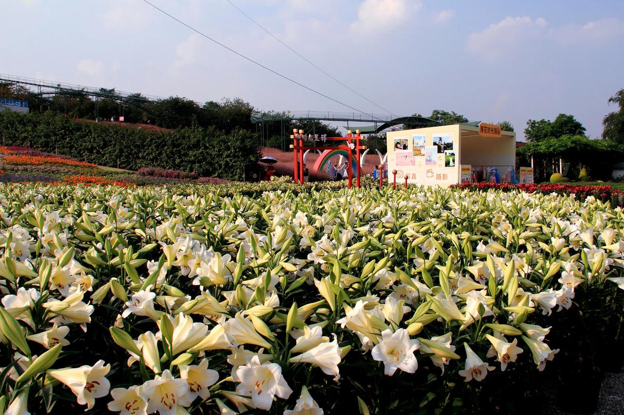 

金秋百合花盛开 漫花庄园看花海 20240926
时至金秋，百合盛开，决定去