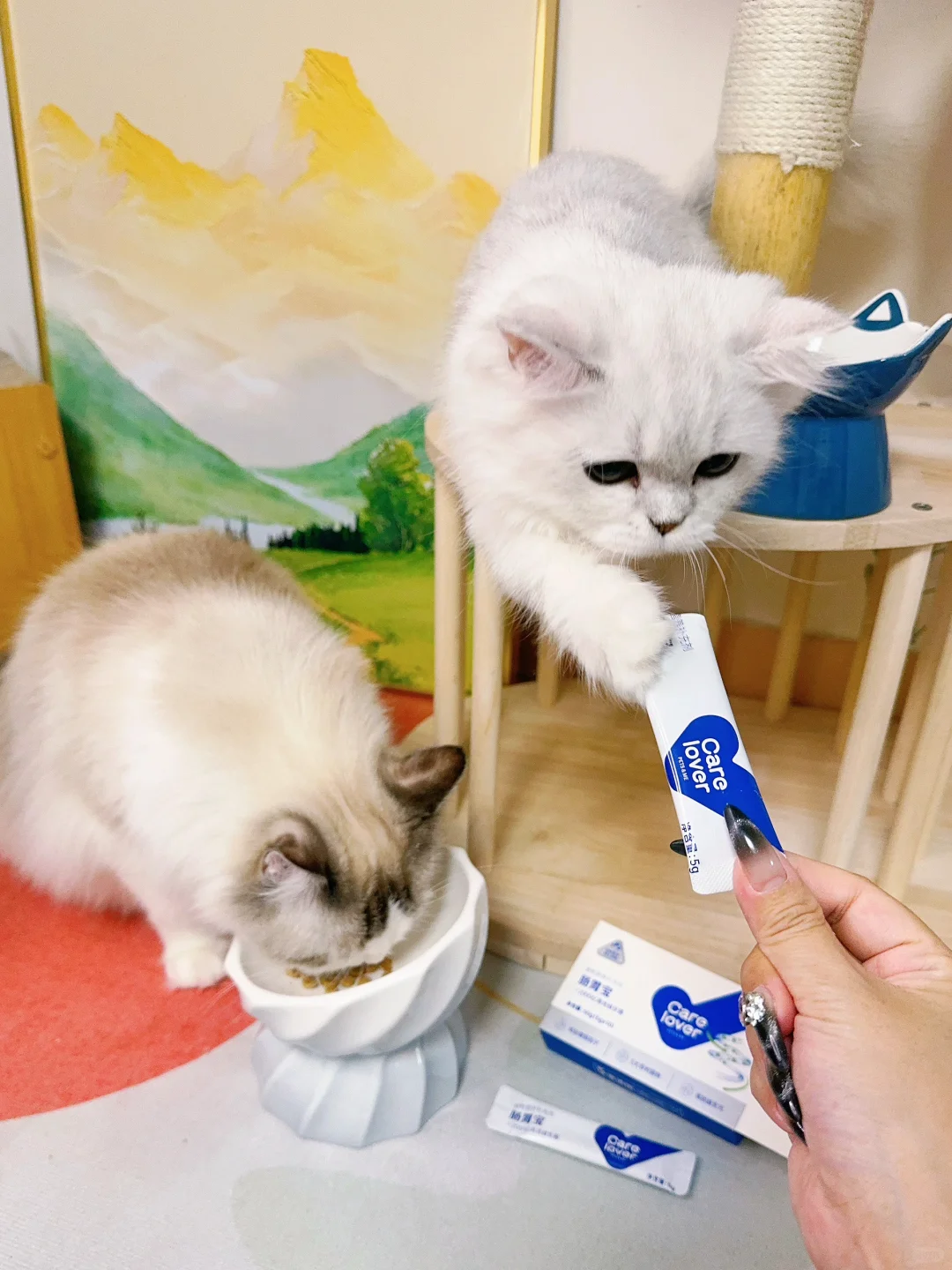 这是一款猫咪抢着吃的: 益生菌